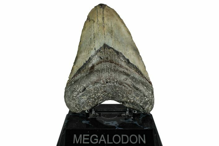 Fossil Megalodon Tooth - North Carolina #355836
